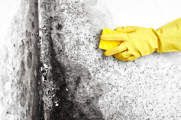 Mold Removal and Inspection in Tallulah, LA