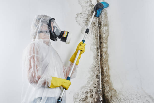 Best Mold Cleaning Services  in Talluh, LA