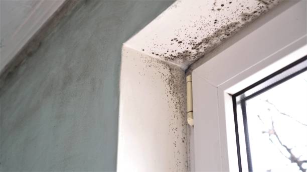 Best Mold Testing  in Talluh, LA