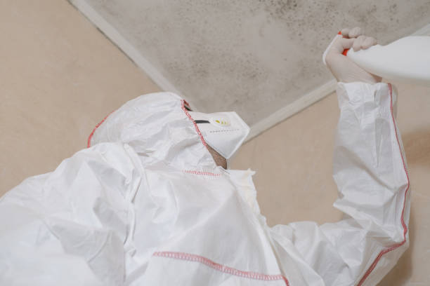 Best Certified Mold Removal  in Talluh, LA