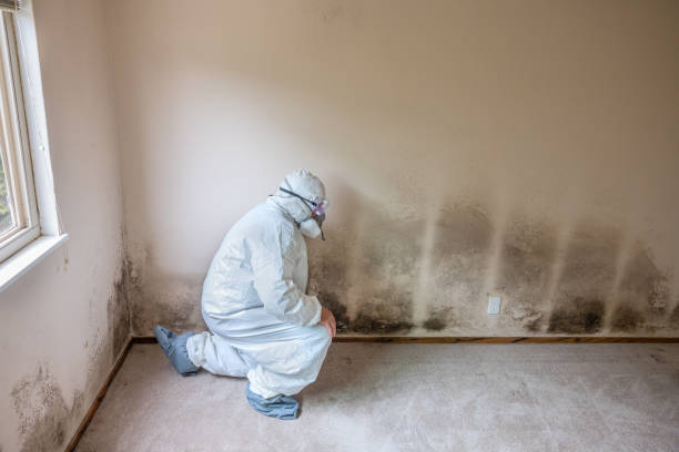 Best Emergency Mold Removal  in Talluh, LA