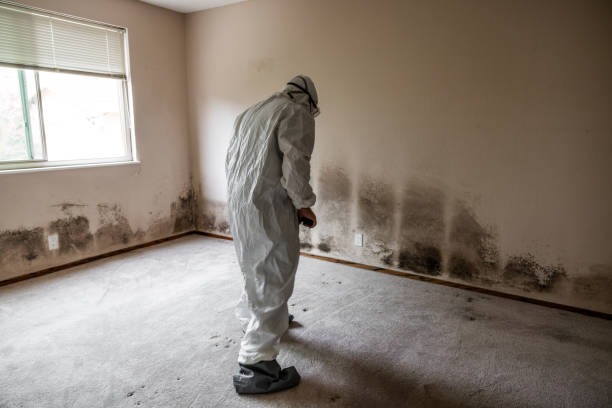Best Mold Removal and Inspection  in Talluh, LA