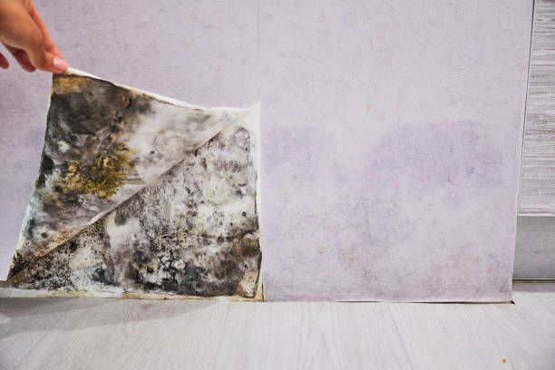 Trusted Tallulah, LA Mold Removal Experts